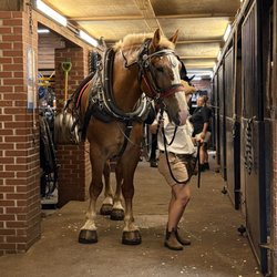 Old South Carriage Company - Love watching how they prepare each horse.