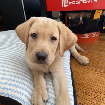 Puppy Love - Pet Stores Near Me - Danbury, Connecticut Puppy Love - Pet Stores Near Me - Danbury, Connecticut