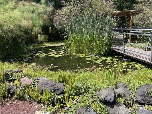 Jardín Botánico del Bosque de Chapultepec by null
