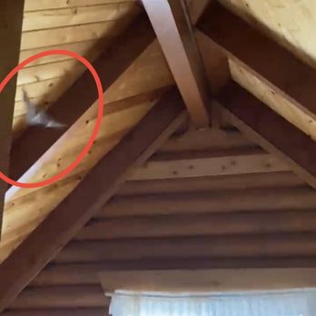 Destination Big Bear - Screenshot of a video I have of the bat flying around - Vacation Rentals Near Me - Big Bear Lake, California Destination Big Bear - Screenshot of a video I have of the bat flying around - Vacation Rentals Near Me - Big Bear Lake, California