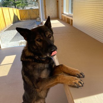 Tuff Shed Everett - Odin's blep of approval! - Building Supplies Near Me - Everett, Washington