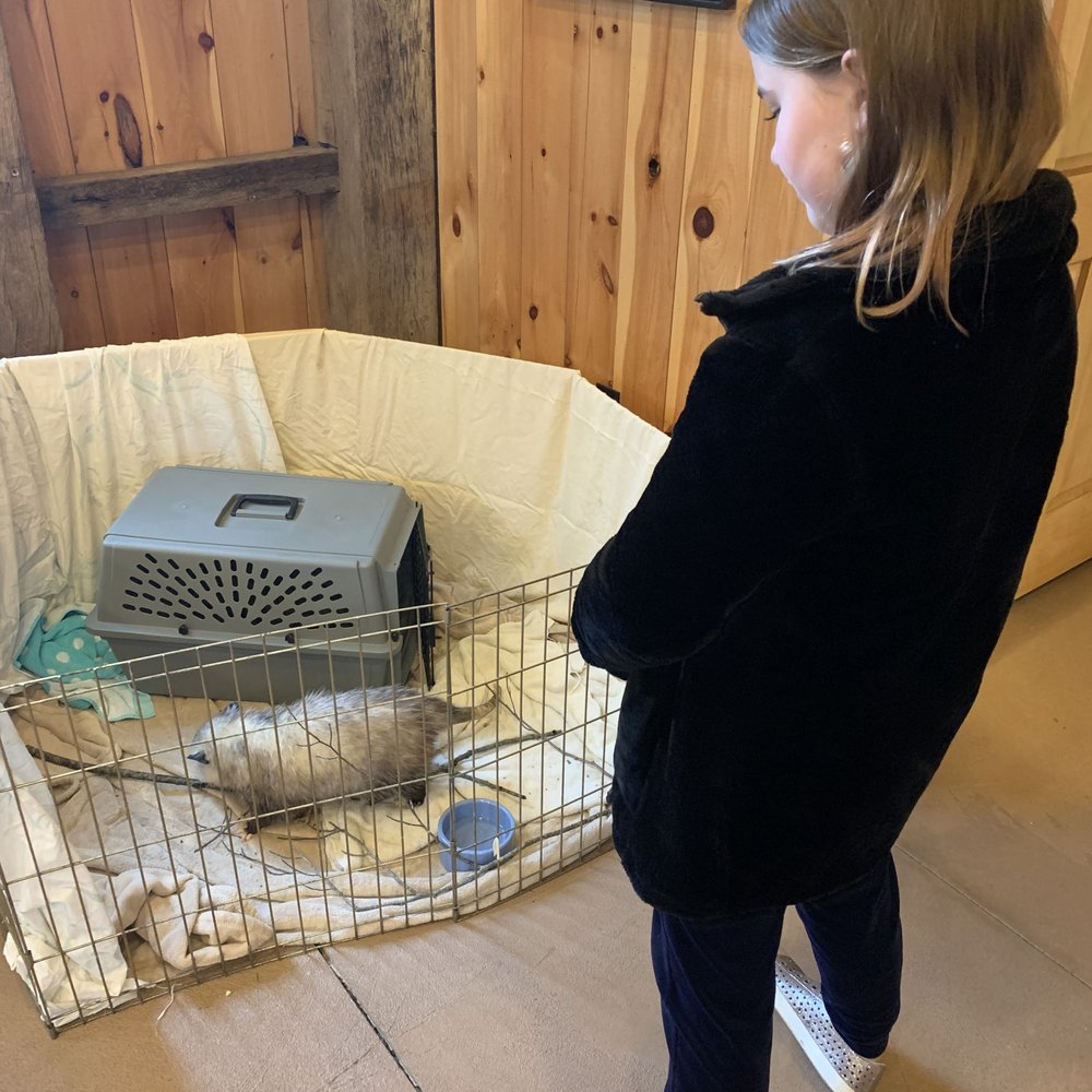 Ohio Wildlife Center - Watching Edgar hunt for snacks - Community Service/Non-Profit Near Me - Powell, Ohio
