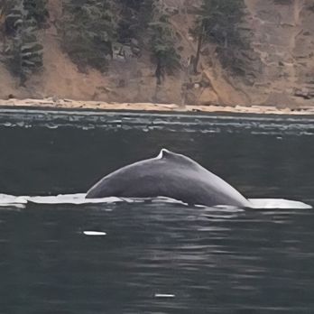 Outer Island Expeditions - Dorsal fin and back of Humpback whale. - Fishing Near Me - Eastsound, Washington