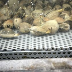 99 Ranch Market - Live Manila Clams.