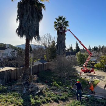 Majestic Tree Service - Tree Services Near Me - San Jose, California Majestic Tree Service - Tree Services Near Me - San Jose, California
