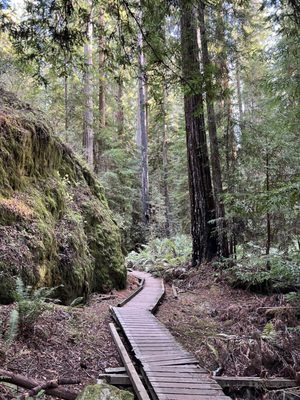 Montgomery Woods State Natural Reserve by null
