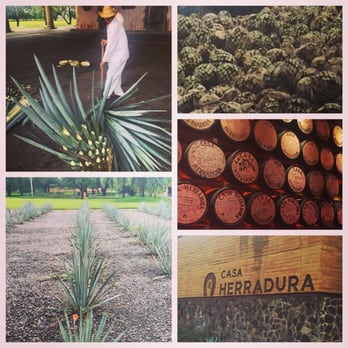 Tequila Express - Cultural Center Near Me - Guadalajara, JAL
