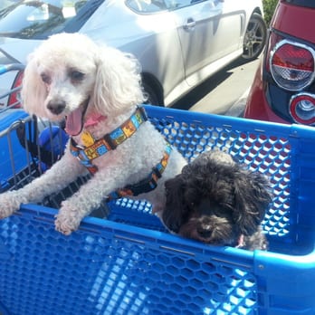 PetSmart - regular frequent flyers at this store. Paolo & Oreo ( mini poodles ) - Pet Stores Near Me - Las Vegas, Nevada PetSmart - regular frequent flyers at this store. Paolo & Oreo ( mini poodles ) - Pet Stores Near Me - Las Vegas, Nevada