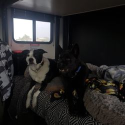 Holiday Palms RV Park - My babies!