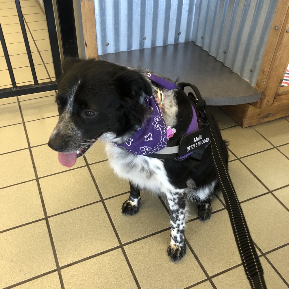 Happy K9 - Mollie looking pretty after her spa day! - Pet Groomers Near Me - Fort Worth, Texas Happy K9 - Mollie looking pretty after her spa day! - Pet Groomers Near Me - Fort Worth, Texas
