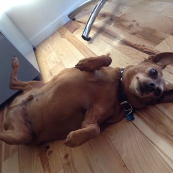 Rose's Agency - Staff is so dog-gone friendly! - Employment Agencies Near Me - Los Angeles, California Rose's Agency - Staff is so dog-gone friendly! - Employment Agencies Near Me - Los Angeles, California