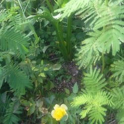 Williams Nursery