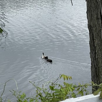 B2 Bistro + Bar - Outside area view with duckies :) - Mediterranean Near Me - North Brunswick, New Jersey
