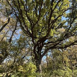 McDowell Grove Forest Preserve