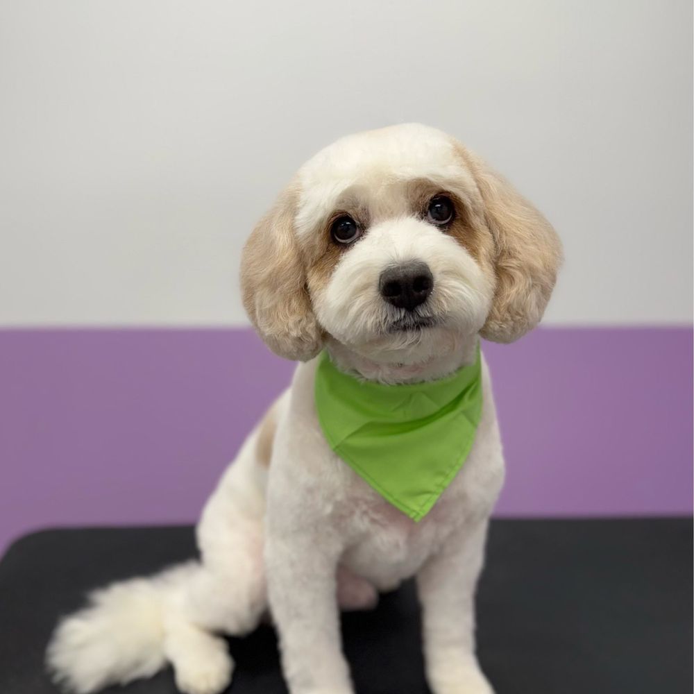 Pawssentials - After... my cutie baby dog - Pet Groomers Near Me - Milpitas, California