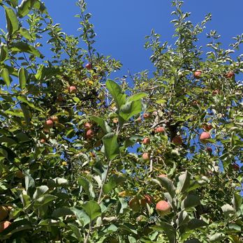 Carter Mountain Orchard - Trees for picking your own Jonagold apples - Pick Your Own Farms Near Me - Charlottesville, Virginia