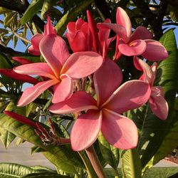 South Coast Plumeria Society