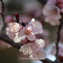Wild Rose Photography