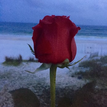 Beach Walk Cafe - After dinner view and flower. - Seafood Near Me - Destin, Florida
