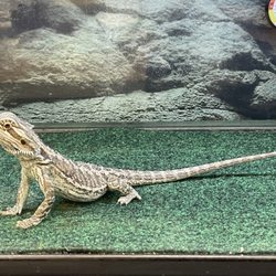 Petco - Bearded Dragon
