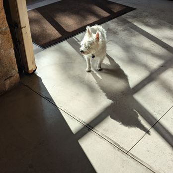 Charles Krug Winery - Cooper the wine dog - Venues & Event Spaces Near Me - St. Helena, California