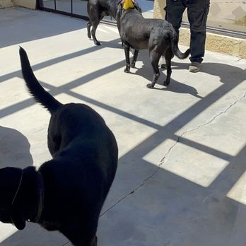 Arrow Custom Dog Training & Services - Group Training at the Ranch - Pet Boarding Near Me - Los Angeles, California Arrow Custom Dog Training & Services - Group Training at the Ranch - Pet Boarding Near Me - Los Angeles, California