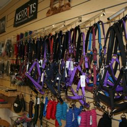 Horsing Around - Halter, lead ropes, tendon & fetlock boots