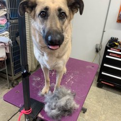 Ashcroft Pet Resort - Spa day for Sitka