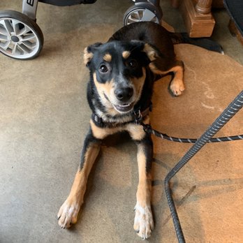 Viewpoint Brewing - Happy doggo :) - Breweries Near Me - Del Mar, California