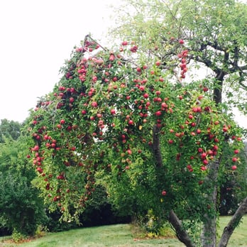 Stribling Orchard - Fruits & Veggies Near Me - Markham, Virginia