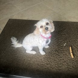 Millie after a shampoo and cut! Happy dog!! Millie after a shampoo and cut! Happy dog!!