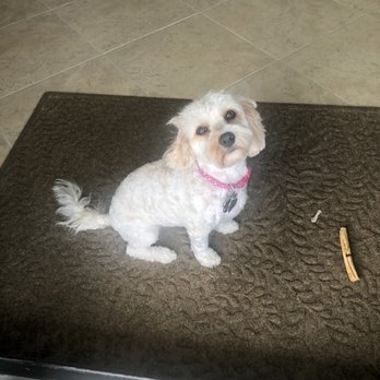 PetSmart Doggie Day Camp - Millie after a shampoo and cut! Happy dog!! - Pet Stores Near Me - Cary, North Carolina PetSmart Doggie Day Camp - Millie after a shampoo and cut! Happy dog!! - Pet Stores Near Me - Cary, North Carolina