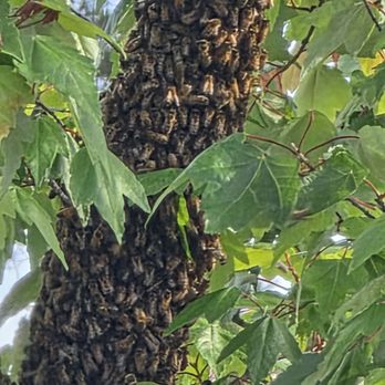 Little Hope Hives - Honey Near Me Little Hope Hives - Honey Near Me