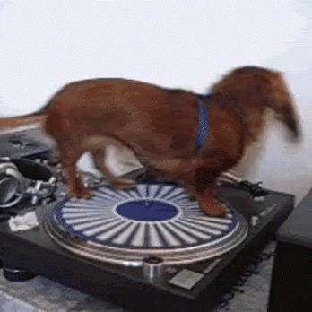 Subway - a dachshund dog standing on a turntable - Sandwiches Near Me - Zumbrota, Minnesota