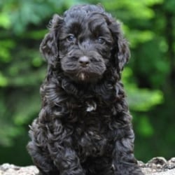 Fluffy and Floyd's Pet Supplies - Bogey