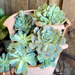 Hudson Florist - Upcycled project with succulents