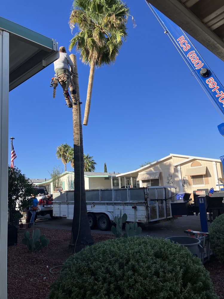 The Palminators - tree service in Tucson, AZ