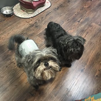 WAGZ - Before grooming - Pet Groomers Near Me - Westchester, California WAGZ - Before grooming - Pet Groomers Near Me - Westchester, California