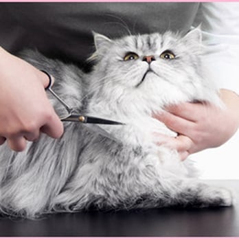 Pawfection - Pet Services Near Me - Neston, XMS