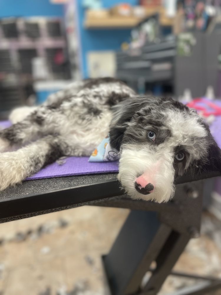 SHAGGY TO CHIC BOUTIQUE 44 Photos 650 S 50th St, West Des Moines