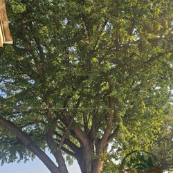 Altitude Tree Service