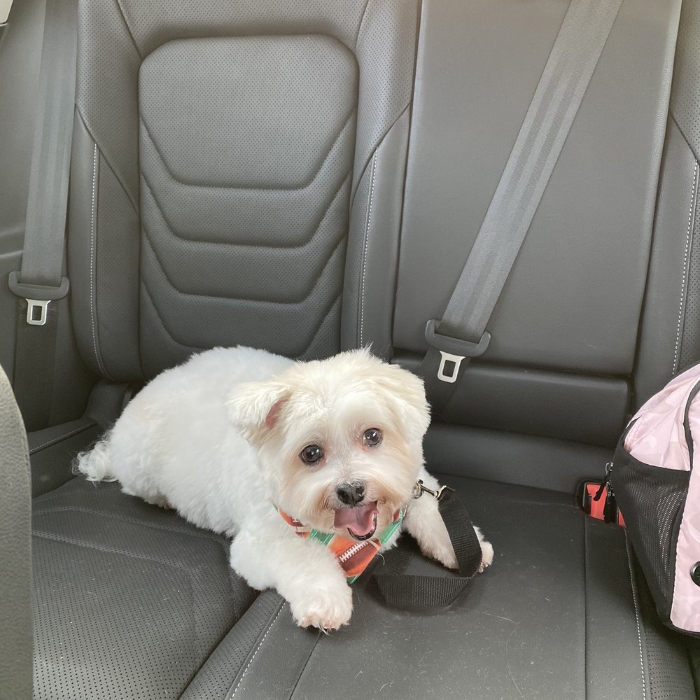 Normally, how his hair looks after getting it cut with a different salon. Normally, how his hair looks after getting it cut with a different salon.