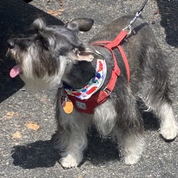 Oops Pet - Super adorable mini schnauzer cut - Pet Groomers Near Me - Irvine, California Oops Pet - Super adorable mini schnauzer cut - Pet Groomers Near Me - Irvine, California