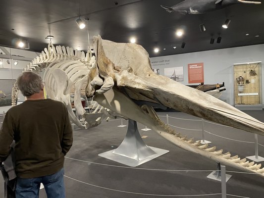 New Bedford Whaling Museum by null