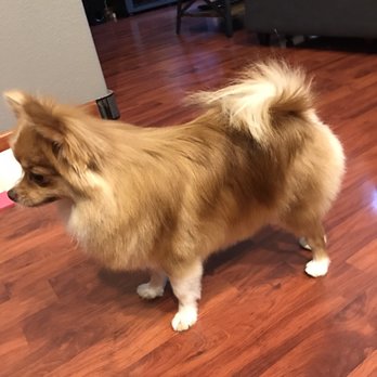 Petco - Brushed out under coat and nicely cut - Pet Stores Near Me - San Bruno, California Petco - Brushed out under coat and nicely cut - Pet Stores Near Me - San Bruno, California