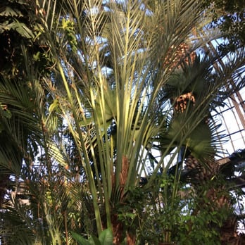 Anna Scripps Whitcomb Conservatory - Botanical Gardens Near Me - Detroit, Michigan Anna Scripps Whitcomb Conservatory - Botanical Gardens Near Me - Detroit, Michigan
