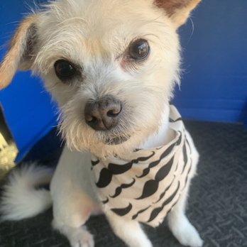 More Than A Bath - Mobile Grooming - All cleaned up, thanks to Kendall! - Pet Groomers Near Me - Lynwood, California
