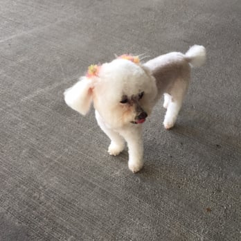 Orange Grooming - Pet Groomers Near Me - Miami, Florida Orange Grooming - Pet Groomers Near Me - Miami, Florida