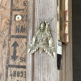 Pest Off Pest Services  & Termites - Sphinx moth - Pest Control Near Me - Sherman, Texas Pest Off Pest Services  & Termites - Sphinx moth - Pest Control Near Me - Sherman, Texas