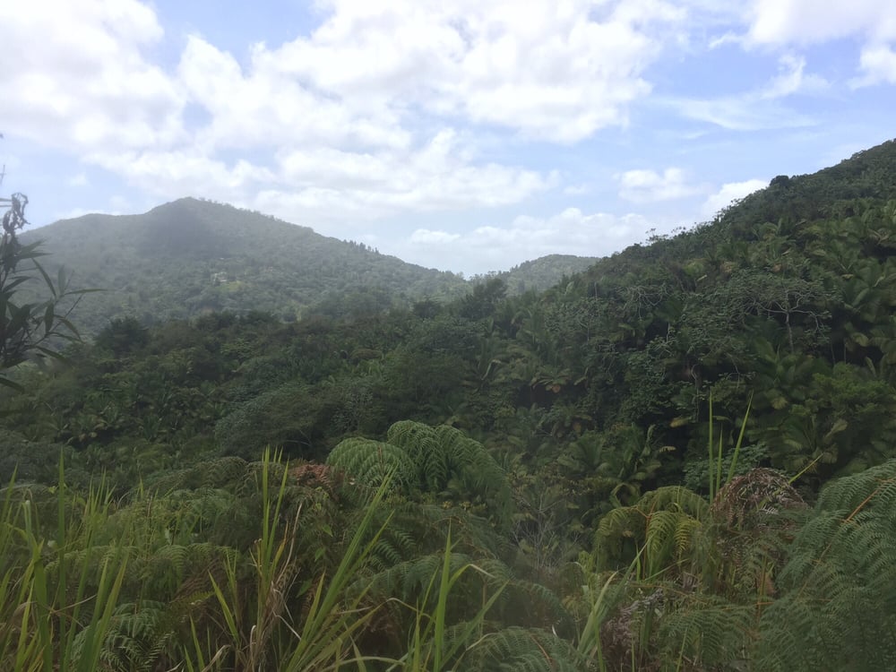 Toro Negro Forest Image
